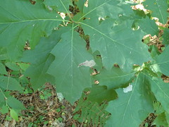 Coptotriche castaneaeella