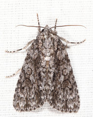 Acronicta hamamelis