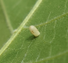 Caryomyia urnula
