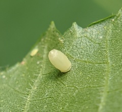 Caryomyia urnula