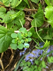 Chrysosplenium tetrandrum