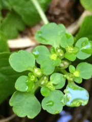 Chrysosplenium tetrandrum