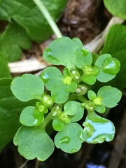 Chrysosplenium tetrandrum