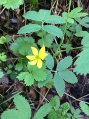 Anemonastrum richardsonii