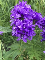Campanula glomerata