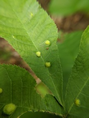 Phylloxera caryaefallax