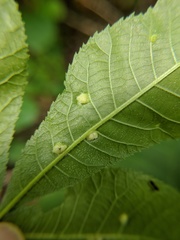 Phylloxera caryaefallax
