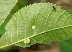 Phylloxera caryaefallax