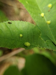 Phylloxera caryaefallax