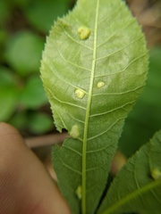 Phylloxera caryaefallax