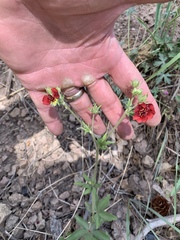Potentilla thurberi