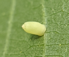 Caryomyia urnula