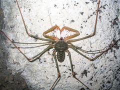 Acanthophrynus coronatus