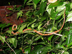 Trimorphodon paucimaculatus