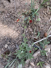 Potentilla thurberi