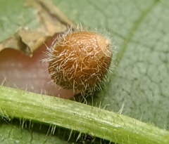 Caryomyia cilidolium
