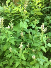 Stachys pilosa