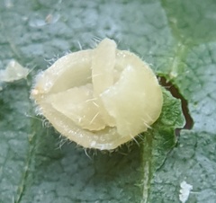 Caryomyia cilidolium