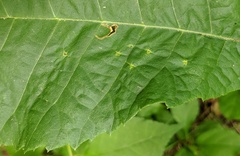 Caryomyia cilidolium