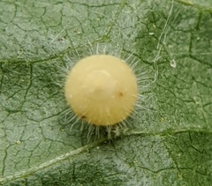 Caryomyia cilidolium