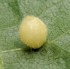 Caryomyia cilidolium