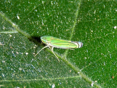 Sibovia