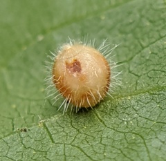 Caryomyia cilidolium