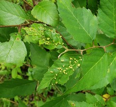 Eriophyes leionotus