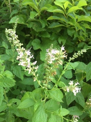 Stachys pilosa