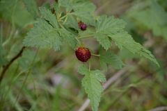 Rubus hawaiensis