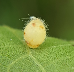 Caryomyia cilidolium