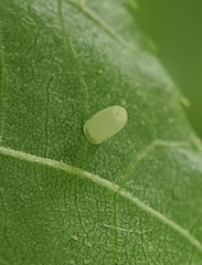 Caryomyia urnula
