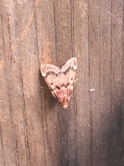 Aglossa disciferalis