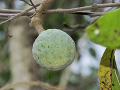 Annona reticulata