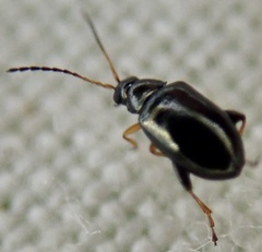 Aphthona
