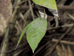 Annona reticulata