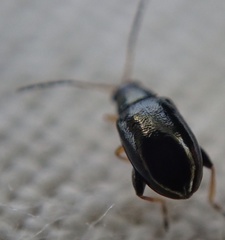 Aphthona