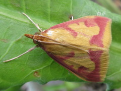 Ostrinia palustralis