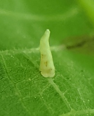 Caryomyia inclinata