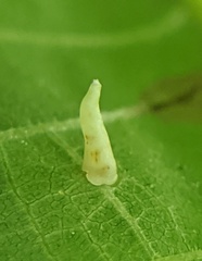 Caryomyia inclinata