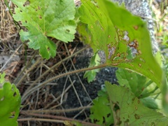 Heuchera richardsonii