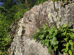 Heuchera richardsonii