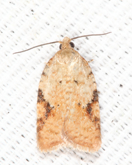 Acleris comandrana