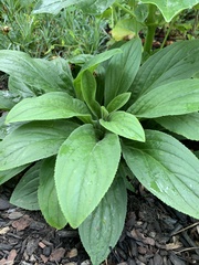 Digitalis grandiflora