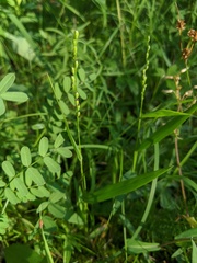 Dichanthelium xanthophysum