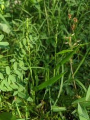 Dichanthelium xanthophysum