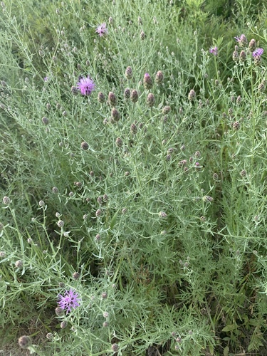 Šėtruotoji bajorė nuotrauka