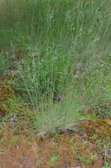 Festuca roemeri
