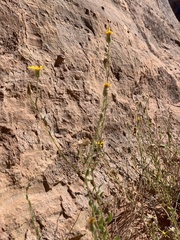 Heterotheca polothrix