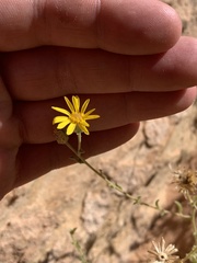 Heterotheca polothrix